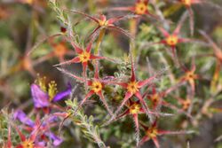 Calytrix strigosa with awns after flowering.jpg