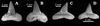 Carcharhinus gibbesi - Chandler Bridge Formation - USA.jpg