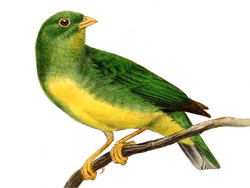 Chlorophonia flavirostris.png