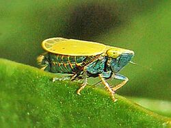 Cicadelliidae - Verdanus species.JPG