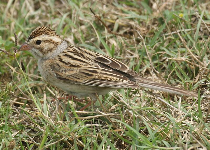 File:Clay-colored Sparrow Tex.jpg
