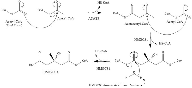 File:Condensation of Acetyl-CoA to HMG-CoA.gif