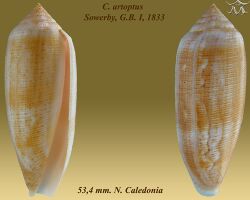 Conus artoptus 2.jpg
