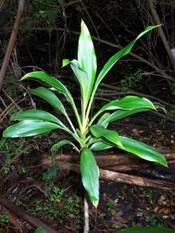 Cordyline rubra Coffs.jpg