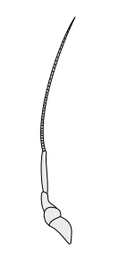 File:Crustacean antenna - Decapoda Paguroidea 2nd-antenna.svg