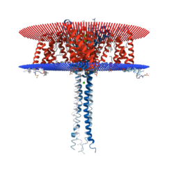 Crystal Structure of N-Type Channel.png