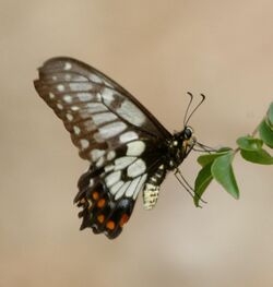 Dainty swallowtail kobble07.jpg