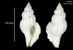 Daphnellopsis fimbriata (MNHN-IM-2014-2700) 002.jpeg