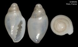Dentimargo reductus (MNHN-IM-2000-1176).jpeg