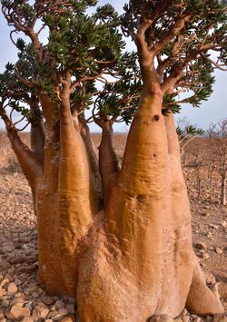 Desert Rose, Socotra Is (17131661372).jpg