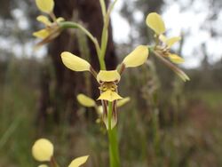 Diuris abbreviata flower.jpg