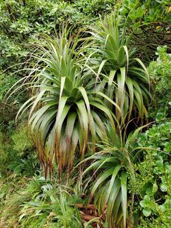 The bright green foliage of D. fiordense, among other green plants, on the Milford Track.