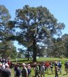 Eisenhower Tree 2011 (cropped).jpg