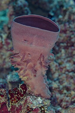 Esponja (Callyspongia crassa), mar Rojo, Egipto, 2023-04-17, DD 99.jpg