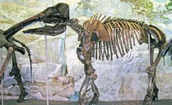 Eubelodon morrilli.jpg