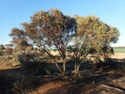 Eucalyptus eremophila habit.jpg