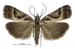 Eudonia hemicycla male.jpg