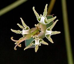 Euphorbia tridentata ies.jpg