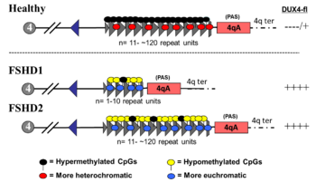 FSHD genetics and epigenetics.png