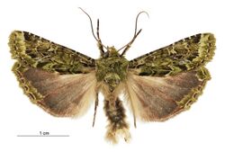 Feredayia graminosa male.jpg