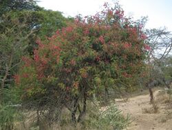 Flora of Tanzania 2497 Nevit.jpg
