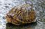 Florida Box Turtle, Glynn County, GA, US.jpg