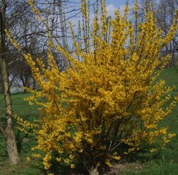 Forsythia intermedia a1.jpg