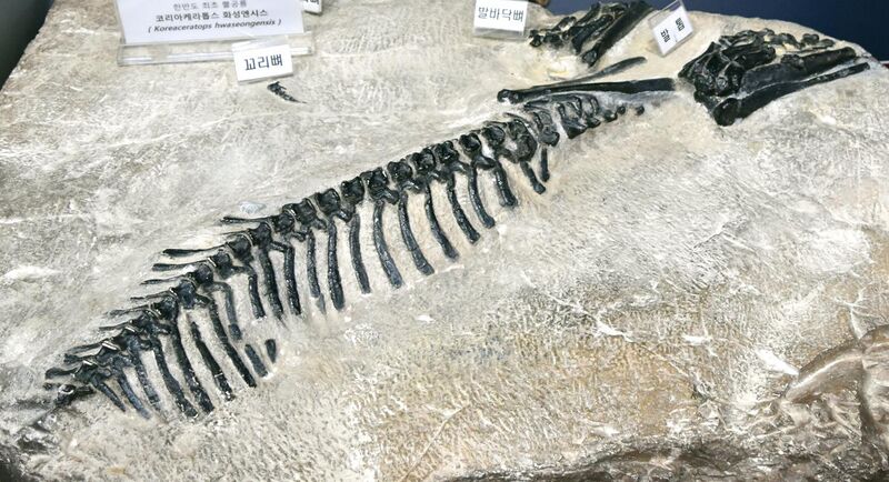 File:Fossil of Koreaceratops.jpg