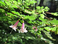 Fuchsia thymifolia Kunth (AM AK360617-2).jpg