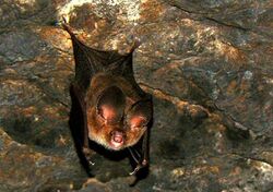 Fulvous Roundleaf Bat (Hipposideros fulvus).jpg