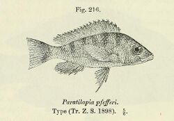 Gnathochromis pfefferi2.jpg