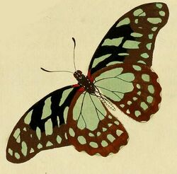 Graphium leonidas1.JPG