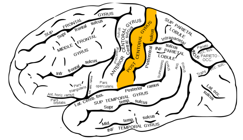 File:Gray726 postcentral gyrus.png