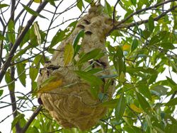 Greater Banded Hornets Nest (Vespa tropica) (8223186887).jpg