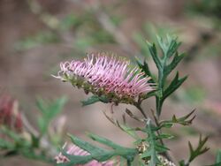 Grevillea 'Copper Rocket'.jpg