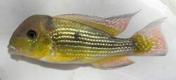 Gymnogeophagus tiraparae.jpg