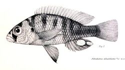 Haplochromis eduardianus2.jpg