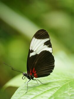 Heliconius sapho.jpg