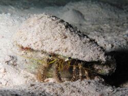 Hermit crab at el Fanus reef.JPG