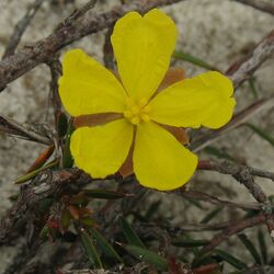 Hibbertia acicularis.jpg