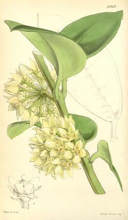 Hoya coronaria Curtis Botanical Magazine vol83 1857 pl4969.jpg