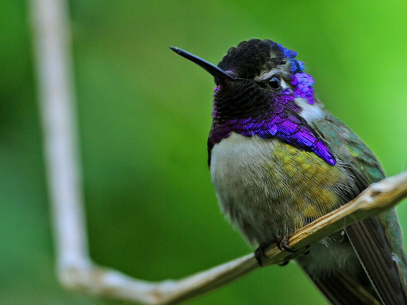 File:Hummingbird.jpg