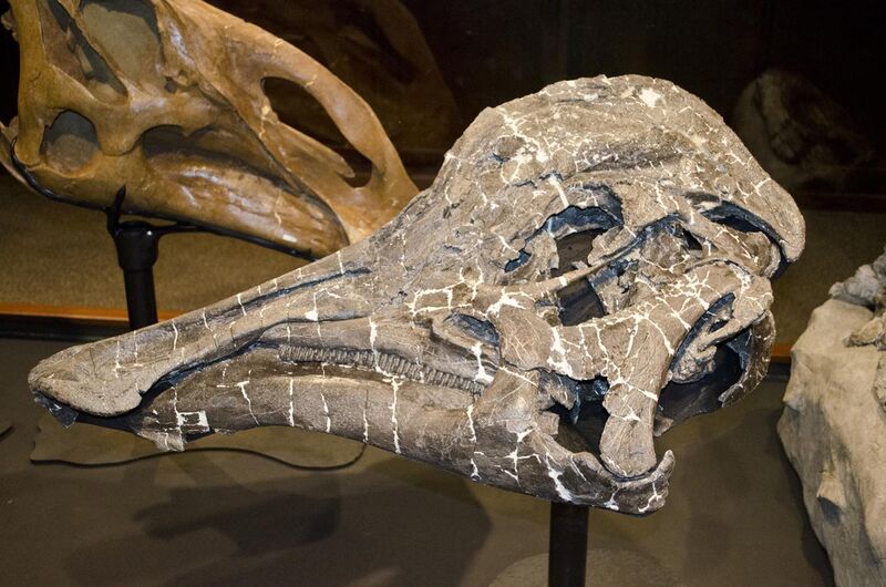File:Hypacrosaurus stebingeri holotype.jpg