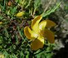 Hypericum laricifolium (9857729574).jpg