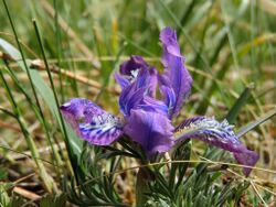 Iris tigridia.JPG