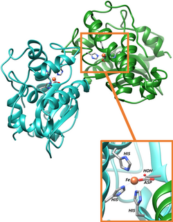 Iron Superoxide Dismutase Active Site.png