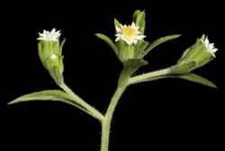 Ixiolaena viscosa - Flickr - Kevin Thiele.jpg