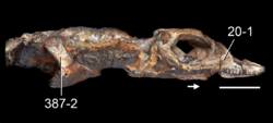 Jesairosaurus holotype Ezcurra 2016.png