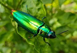 Jewel beetle (Chrysochroa fulminans), Mindanao, Philippines 08.jpg