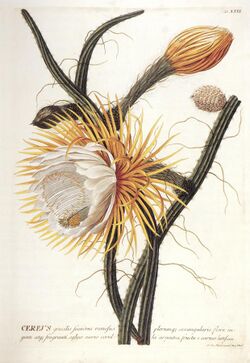 Johann Jacob Haid Cereus.jpg